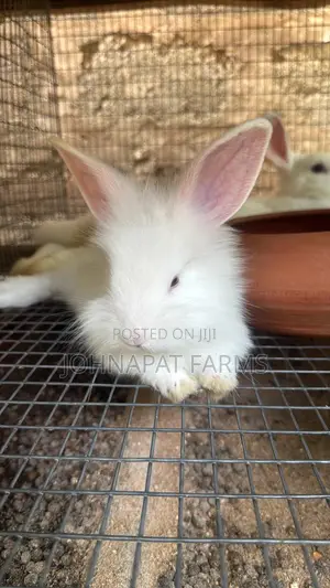 Healthy Rabbit for Pet