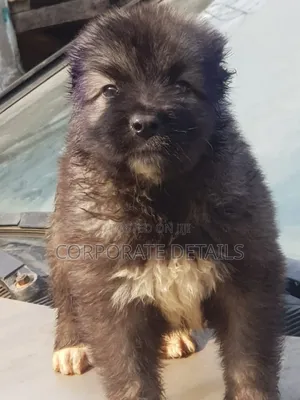 1-3 months Female Purebred Caucasian Shepherd
