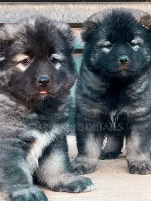 1-3 months Female Purebred Caucasian Shepherd