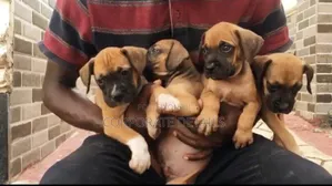 1-3 months Female Purebred Boerboel
