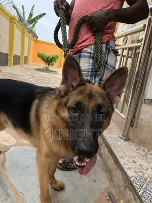 German Shepherd for Stud (Crossing)