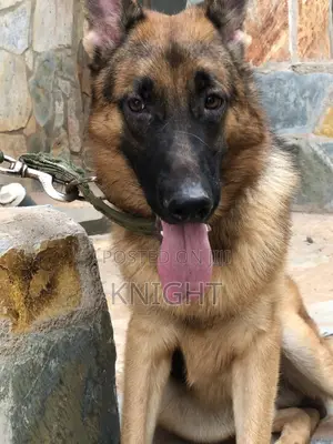 German Shepherd for Stud (Crossing)