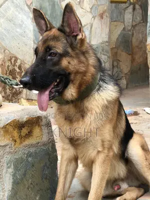 German Shepherd for Stud (Crossing)