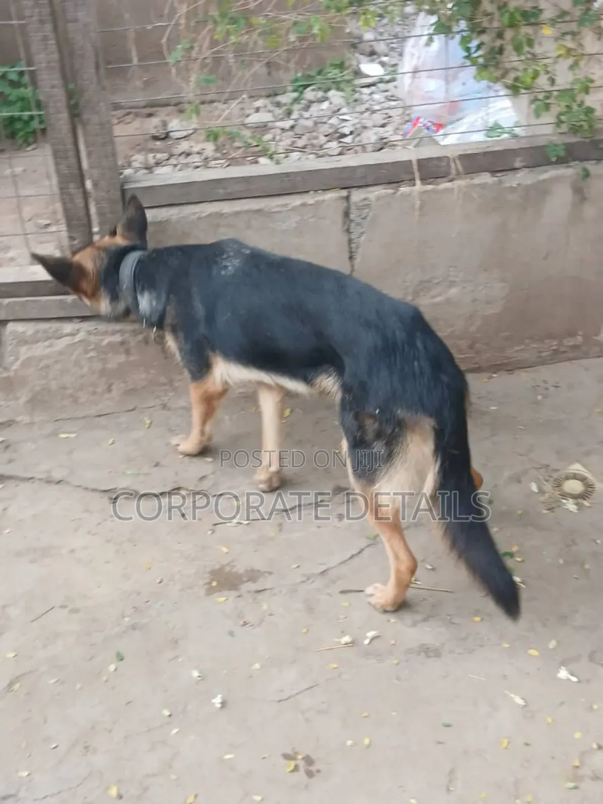 6-12 months Male Purebred German Shepherd
