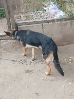 6-12 months Male Purebred German Shepherd