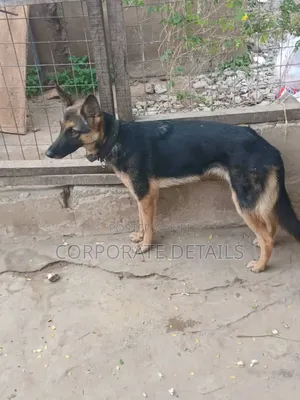 6-12 months Female Purebred German Shepherd
