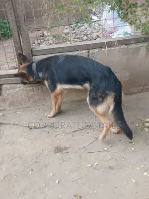 6-12 months Female Purebred German Shepherd