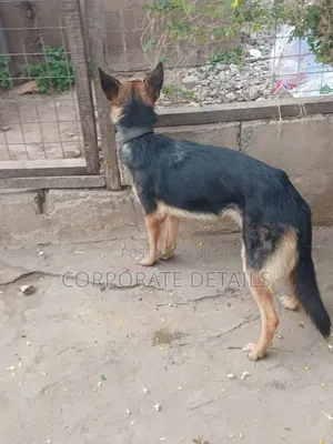 6-12 months Female Purebred German Shepherd