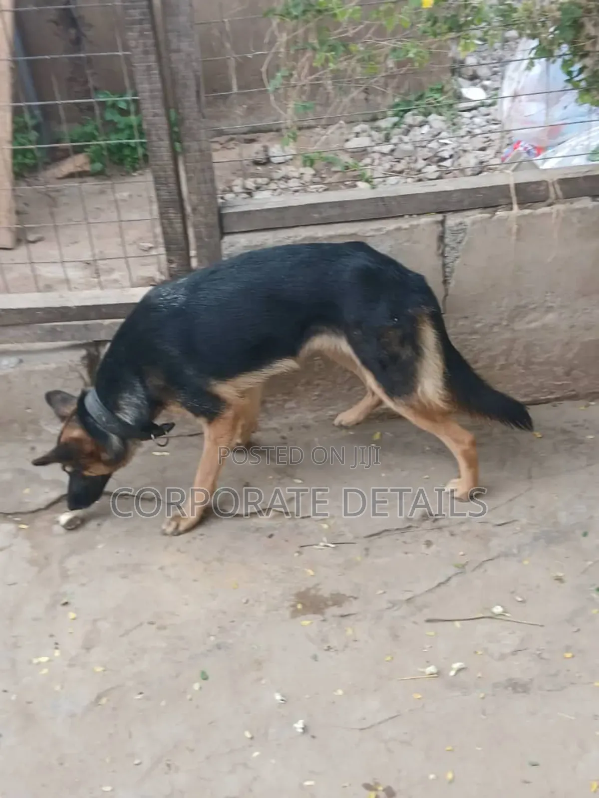 6-12 months Female Purebred German Shepherd