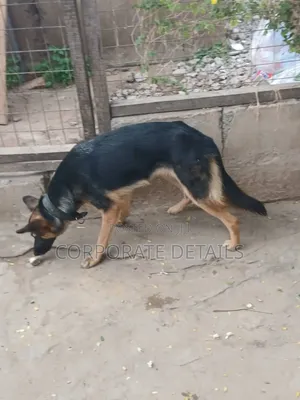 6-12 months Female Purebred German Shepherd