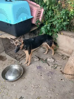 6-12 months Female Purebred German Shepherd