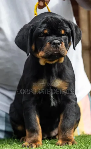 3-6 months Female Purebred Rottweiler