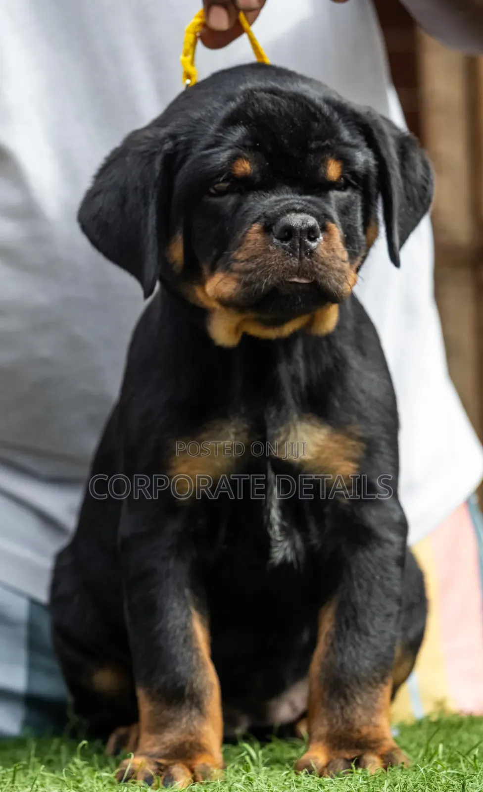 3-6 months Female Purebred Rottweiler