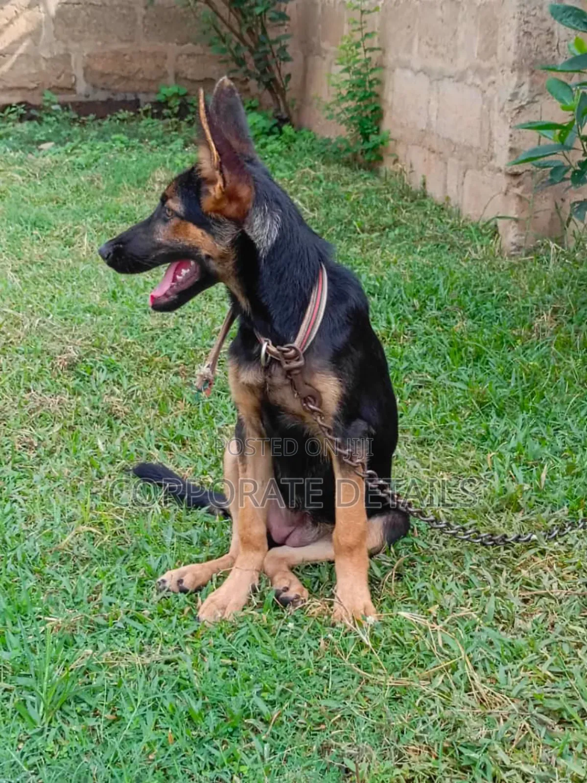 3-6 months Female Purebred German Shepherd