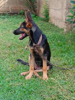 3-6 months Female Purebred German Shepherd