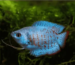 Aquarium Gourami Fishes