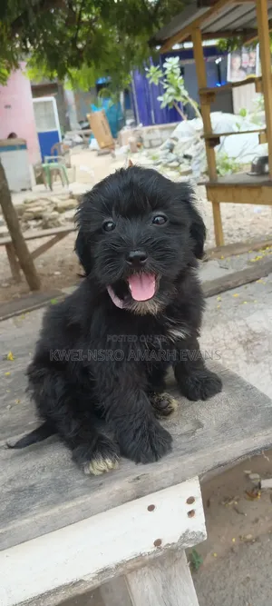 1-3 months Female Purebred Maltipoo