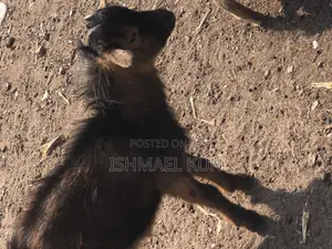 Male Goat for Sale for Christmas