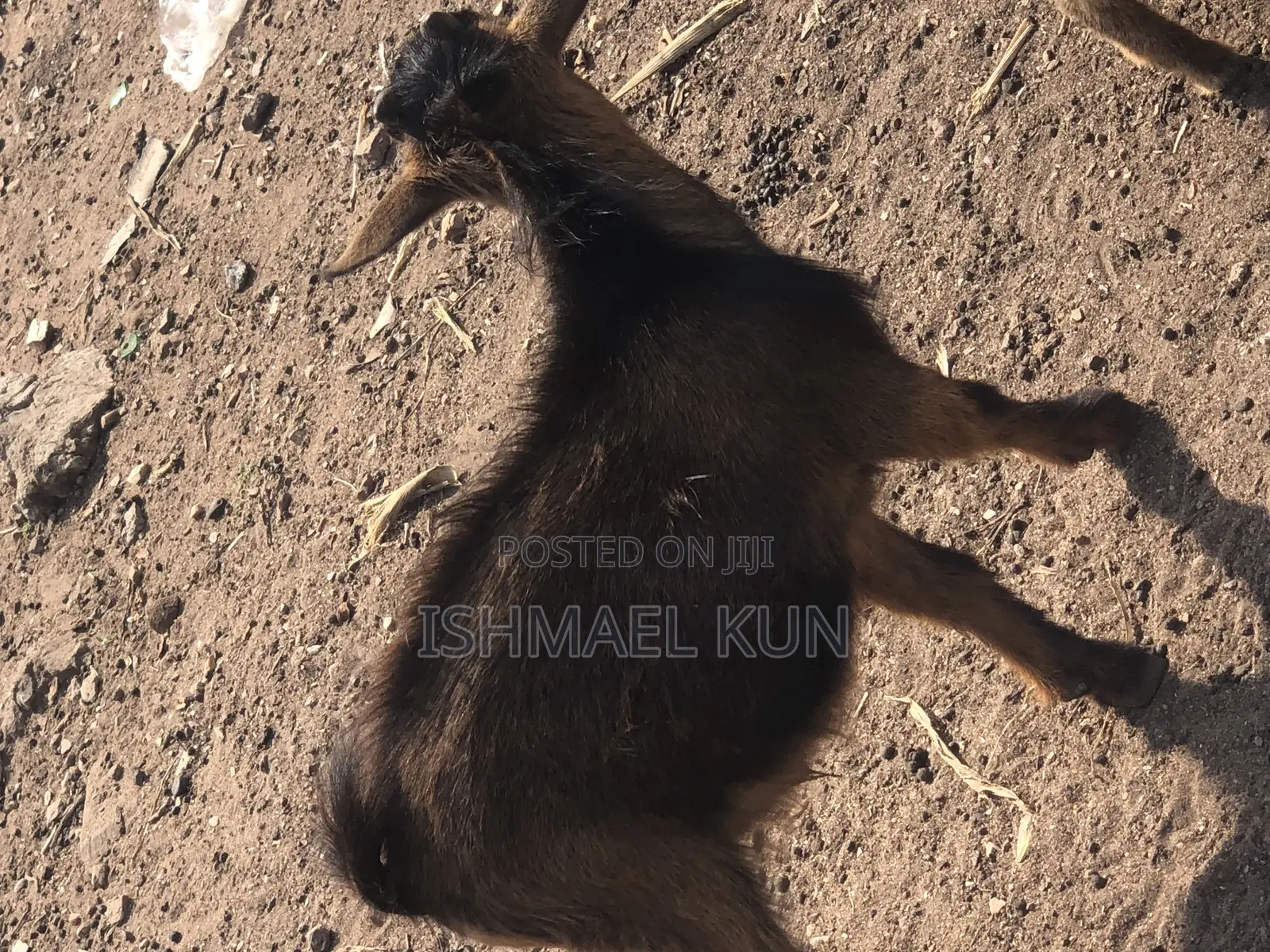 Male Goat for Sale for Christmas