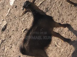 Male Goat for Sale for Christmas