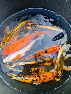 Koi Fishes