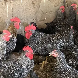 Plymouth Rock Birds