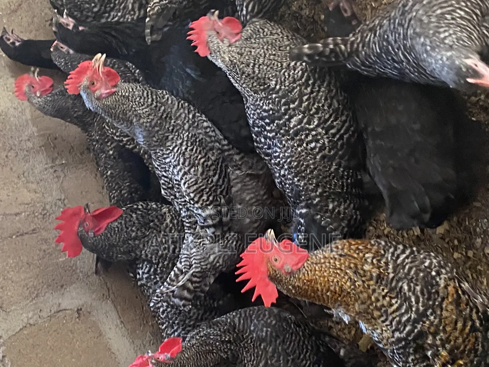 Plymouth Rock Birds