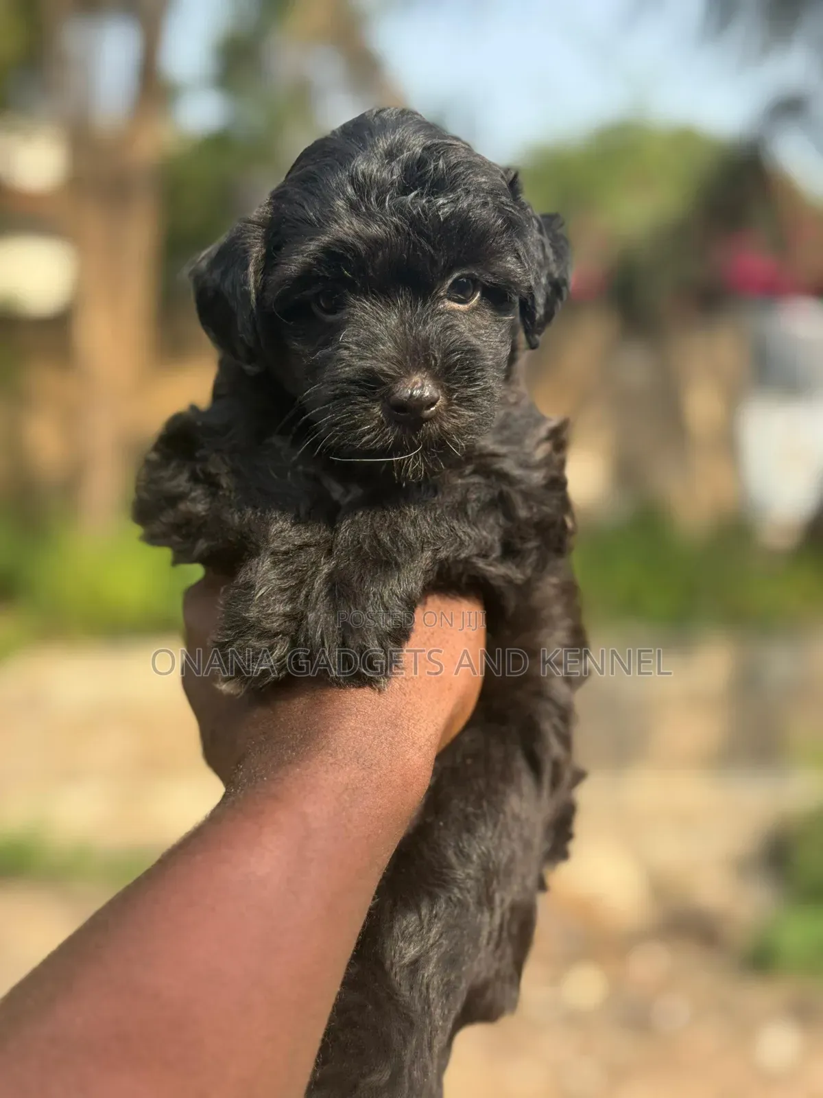 1-3 months Female Purebred Poodle
