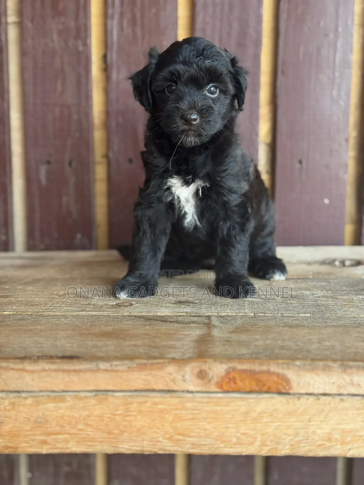 1-3 months Female Purebred Poodle