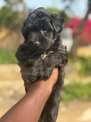 1-3 months Female Purebred Poodle