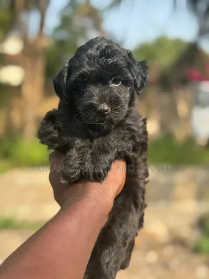 1-3 months Female Purebred Poodle