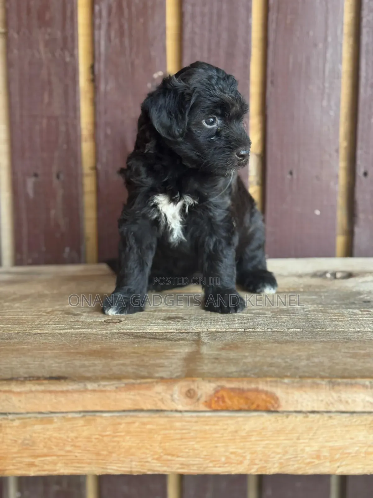 1-3 months Female Purebred Poodle