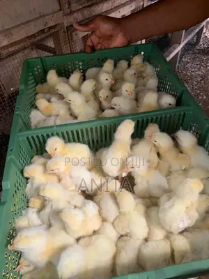 Foreign Ross Broilers.