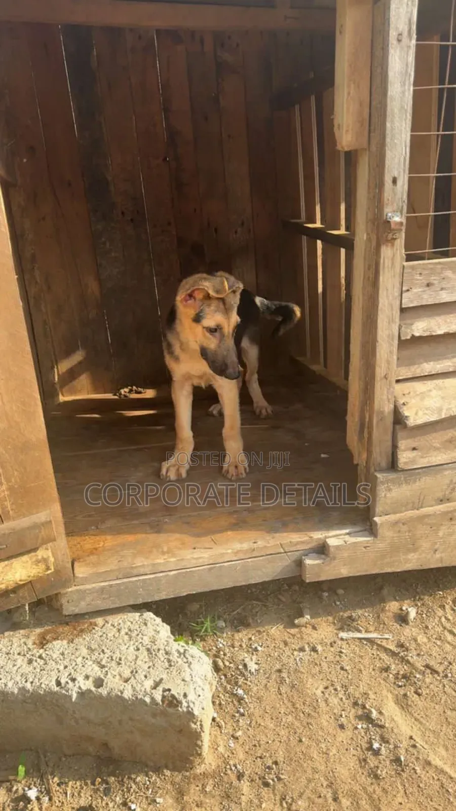 3-6 months Female Purebred German Shepherd