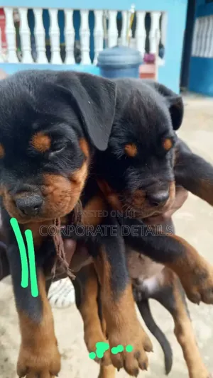 1-3 months Female Purebred Rottweiler