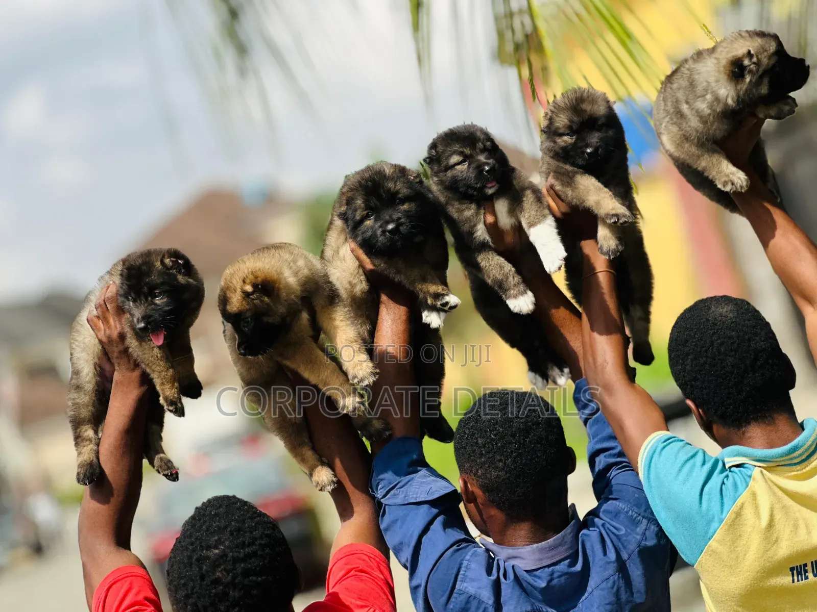 1-3 months Female Purebred Caucasian Shepherd
