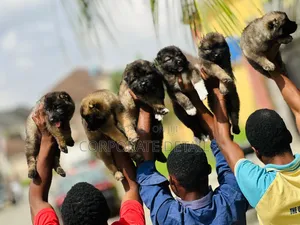 1-3 months Female Purebred Caucasian Shepherd