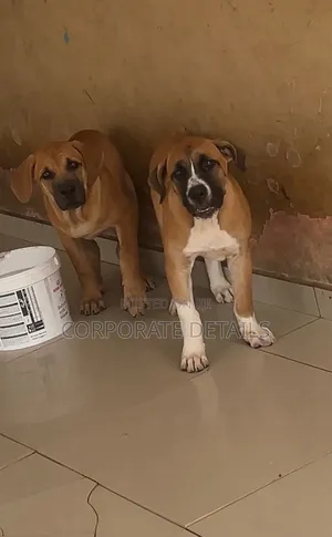 1-3 months Female Purebred Boerboel