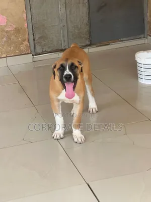 1-3 months Female Purebred Boerboel