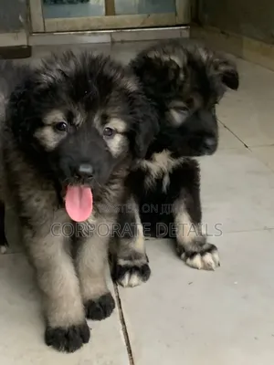 1-3 months Female Purebred Caucasian Shepherd