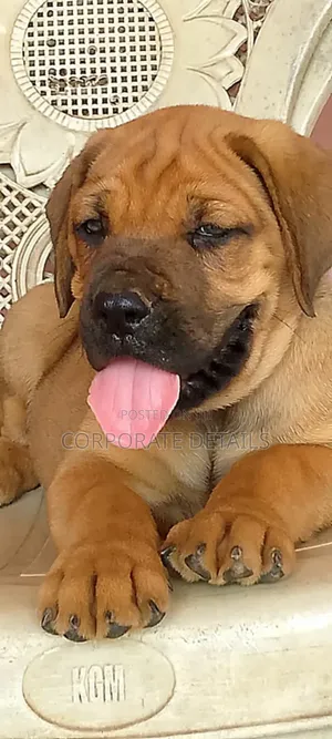 1-3 months Female Purebred Boerboel