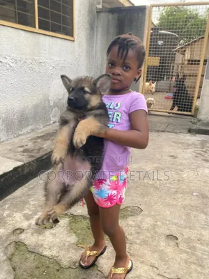 1-3 months Female Purebred German Shepherd