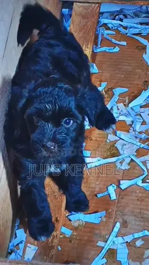 1-3 months Female Purebred Poodle