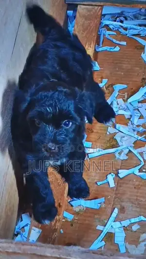 1-3 months Female Purebred Poodle