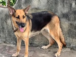 1+ year Female Purebred German Shepherd