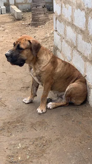 1+ year Female Purebred Boerboel