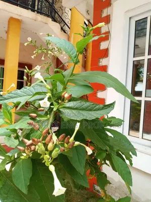 Furnished 2bdrm Apartment in Furnished, Abokobi for rent