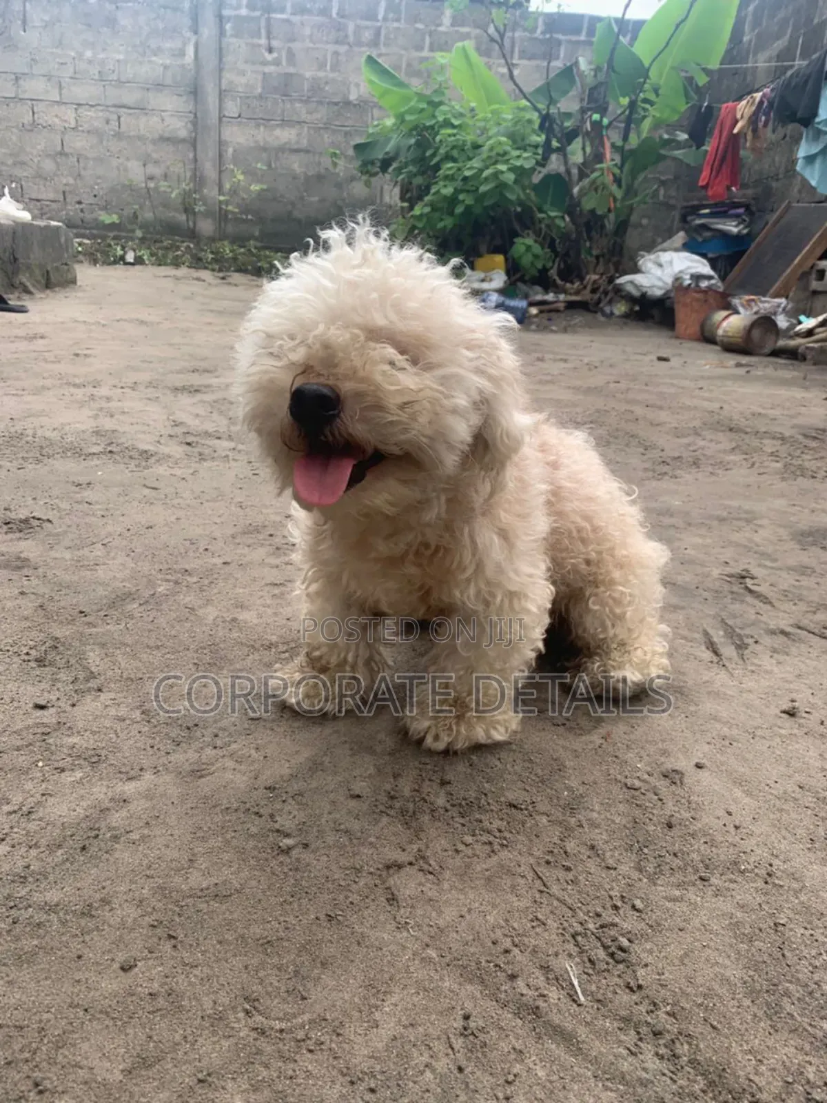 6-12 months Female Purebred Maltese