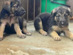 1-3 months Female Purebred German Shepherd