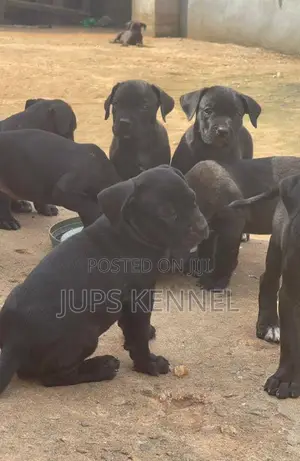 1-3 months Male Purebred Cane Corso